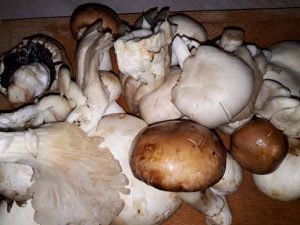 How To Make Mushroom Stew, mushroom stew recipe, chicken stew mushrooms, chicken mushroom stew, mushroom chicken stew, stewed mushrooms, mushroom stew 